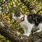 Smart – Premium-Set für Katzen: Reflektierendes Halsband + Apple-kompatibles GPS - Zampycare.com